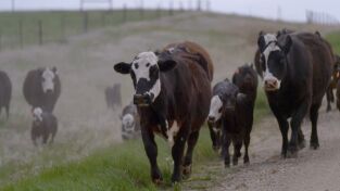 Veterinarios de Nebraska. T(T4). Veterinarios de... (T4): Estado mental Mu York
