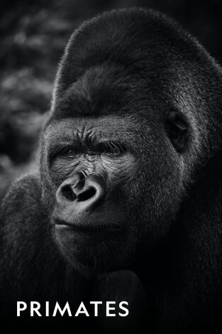 Primates. Primates: El último refugio del orangután