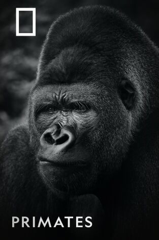 Primates
