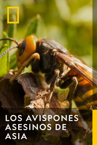 Los avispones asesinos de Asia
