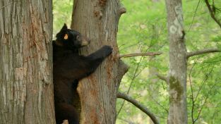 Encuentros muy salvajes. Encuentros muy salvajes: En el bosque