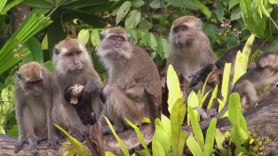 Encuentros muy salvajes. Encuentros muy salvajes: Jungla urbana