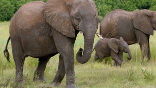 Encuentros muy salvajes. Encuentros muy salvajes: Encuentros en el safari