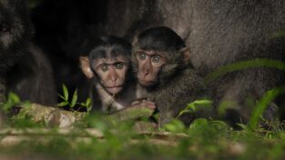 Primates. Primates: La belleza de las Islas Nicobar