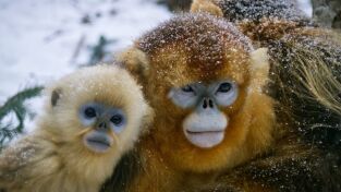 Primates. Primates: Monos dorados: Desafiando lo imposible