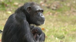 Primates. Primates: Monos