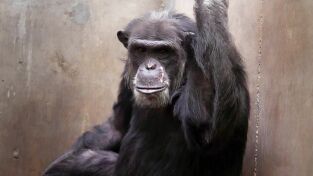 Primates. Primates: Chimpancés en América
