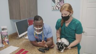 Critter fixers: Veterinarios rurales. Critter fixers:...: Conejito de cinta azul