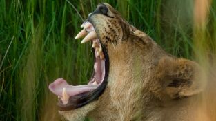 Safari letal. Safari letal: Morder vs. luchar