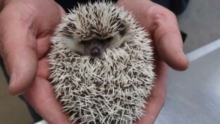 Doctor Pol. T(T1). Doctor Pol (T1): ¡Te he dicho que no!