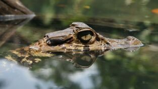 Amazonía. Amazonía: El lago de los mil caimanes
