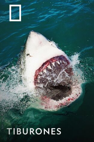 Tiburones. Tiburones 