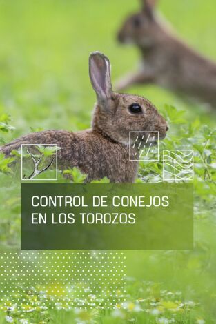 Control del conejo en Los Torozos
