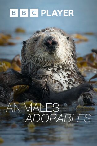 Animales adorables