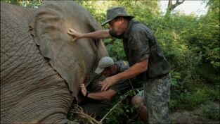 Cazar para conservar. Cazar para conservar: Nuestras vidas por el elefante