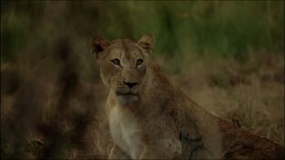 Cazar para conservar. Cazar para conservar: Leones, el gran reto