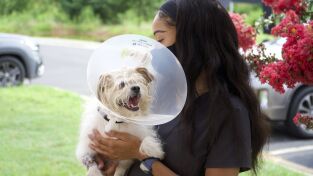 Critter fixers: Veterinarios rurales. Critter fixers:...: Una ayuda para Hammy