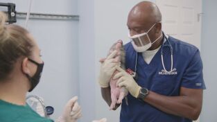Critter fixers: Veterinarios rurales. Critter fixers:...: Cerditos poderosos