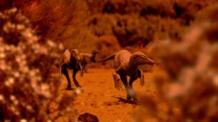 Dinosaurios. Dinosaurios: El pavo dinosaurio