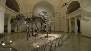 Dinosaurios. Dinosaurios: Los secretos del tiranosaurio