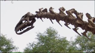 Dinosaurios. Dinosaurios: A todo color