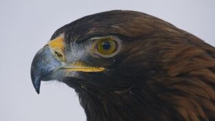 Europa indómita. Europa indómita: Un continente - Cinco mundos