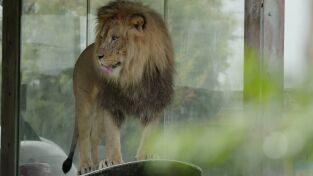 Los secretos del zoo. Los secretos del zoo: Roary Corazón de León