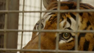 Los secretos del zoo. Los secretos del zoo: El cuento del tigre