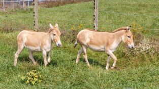 Los secretos del zoo. Los secretos del zoo: Vigilancia a los bebés