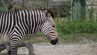 Los secretos del zoo. Los secretos del zoo: Todo lo que tengo “iguanas” de hacer