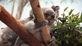 Los secretos del zoo. Los secretos del zoo: La pandilla de orangutanes