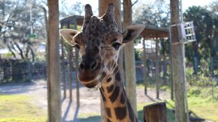 Los secretos del zoo. Los secretos del zoo: Intercambio de jirafas