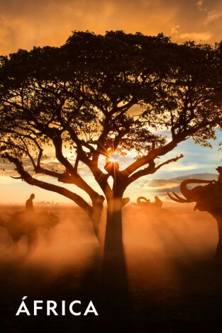 África. África: Vigilando la manada