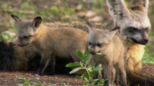 África. África: Kalahari