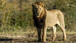 África. África: La sabana arbolada del África austral