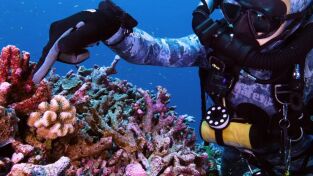 Cambio climático. Cambio climático: Superarrecifes