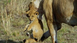 Mara: el renacer de la Sabana. Mara: el renacer de la...: El origen