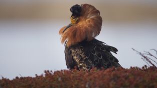 Europa indómita. Europa indómita: Montañas