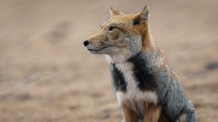 Invierno salvaje. Invierno salvaje: Escuela de invierno