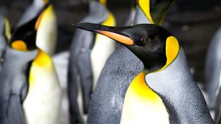 Invierno salvaje. Invierno salvaje: Vida de un pingüino