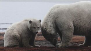 Invierno salvaje. Invierno salvaje: Wild Alaska