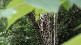 Lo Mejor De Nat Geo. Lo Mejor De Nat Geo: Ladrones de cuerpos