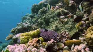 Oceanía. Oceanía: Costas salvajes