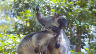 Oceanía. Oceanía: Los canguros arborícolas de Australia