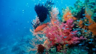 Oceanía. Oceanía: El reino del coral
