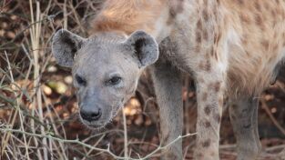 ÁFrica. ÁFrica: Ruanda