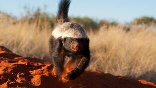 ÁFrica. ÁFrica: Etiopía