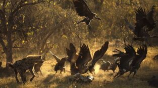 ÁFrica. ÁFrica: Reinas africanas