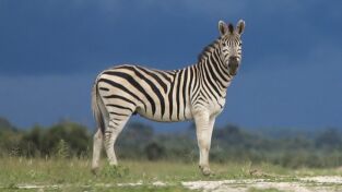 ÁFrica. ÁFrica: El paraíso de los depredadores