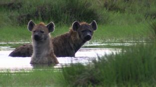 ÁFrica. ÁFrica: Junglas salvajes